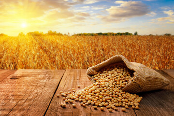 Wall Mural - dried soybeans in burlap sack on table with ripe field on sunset