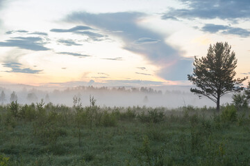 Wall Mural - A forest tree at a misty sunrise.Morning fog on the field. A foggy sunrise scene. Morning fog at sunrise