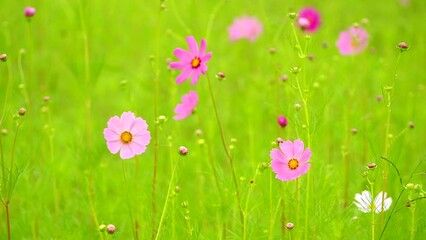 Wall Mural - Beautiful cosmos  flower in the field, outdoor  Chiangmai Thailand