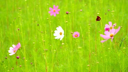 Wall Mural - Beautiful cosmos  flower in the field, outdoor  Chiangmai Thailand