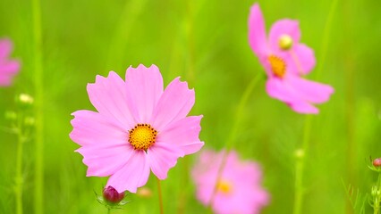 Wall Mural - Beautiful cosmos  flower in the field, outdoor  Chiangmai Thailand