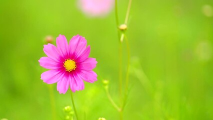 Wall Mural - Beautiful cosmos  flower in the field, outdoor  Chiangmai Thailand
