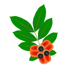 Wall Mural - Ackee fruit with leaves isolated on white background.