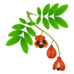 Wall Mural - Branch with fruits and ackee leaves on a white background.