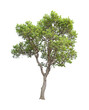© waraphot - The tree on a isolated white background,clipping paths