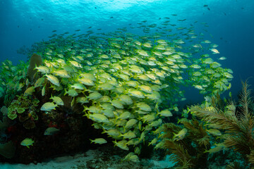 Canvas Print - school of yellow grunt in Mexico