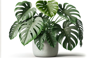 Wall Mural - Monstera in a container, close up of tropical foliage, or houseplant growing inside for ornamental purposes, isolated on white. Generative AI