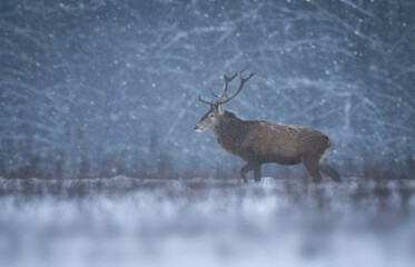 Sticker - Deer buck in winter scenery