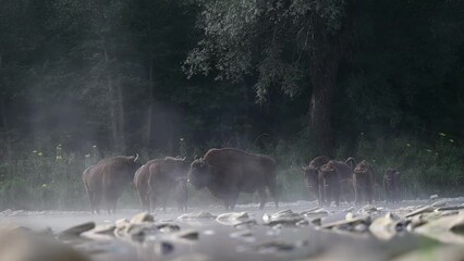 Wall Mural - European Bison, Wisent, Bison bonasus. Bieszczady, Carpathians, Poland.