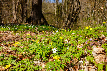 Wall Mural - Spring awakening of flowers in forest on background of sunshine