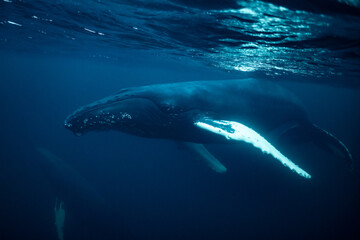Canvas Print - humpback whales in Kvænangen fjord in Norway hunting for herrings