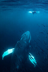 Wall Mural - humpback whales in Kvænangen fjord in Norway hunting for herrings