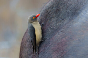 Wall Mural - Red-billed oxpecker (Buphagus erythrorynchus) sitting on a buffalo in Sabi Sands Game Reserve, part of the Greater Kruger Region, in South Africa