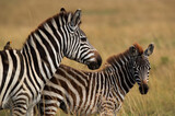 Fototapeta Konie - A pair of zebra and a oxpecker at Masai Mara, Kenya