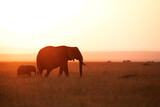 Fototapeta Zwierzęta - Silhouette of African elephant and calf during sunset, Masai Mara, Kenya