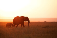 Silhouette Of African Elephant And Calf During Sunset, Masai Mara, Kenya