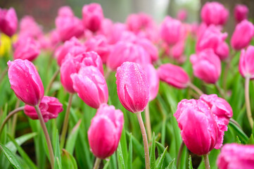 Wall Mural - Pink tulip flowers in the garden