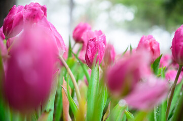 Wall Mural - Pink tulip flowers in the garden