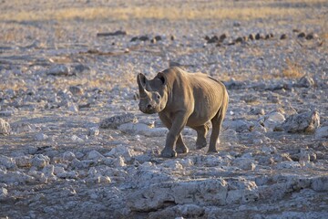 Wall Mural - Black Rhino in Etosha National Park, Namibia.