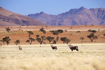 Wall Mural - Gemsbok, Oryx gazella large antelope, on the dune escarpment in the Namib Desert in the Namib-Naukluft National Park of Namibia.