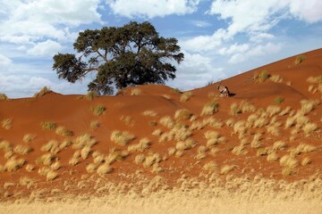 Wall Mural - Gemsbok, Oryx gazella large antelope, on the dune escarpment in the Namib Desert in the Namib-Naukluft National Park of Namibia.