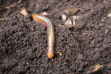Closeup Caterpillar Beetle Grub On A Soil 