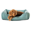 Puppy dog resting on dog bed isolated