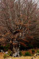 Wall Mural - autumn mood