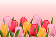 Multicolored tulips on a light pink background with copy space. Vector image
