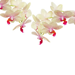 Sticker - Orchid flowers isolated on white background, png with transparency