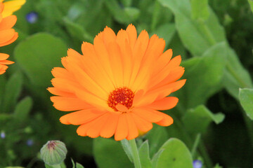 Wall Mural - orange dahlia flower