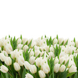 Fototapeta Tulipany - bunch   of white  tulips