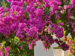 Wall Mural - Pink flowers bougainvillea in beautiful garden.