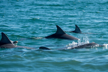 dolphin in the water