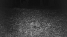Wild Opossum Looking For Food In Forest At Night