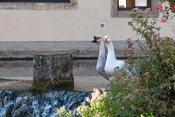 Two geese in a village by the water