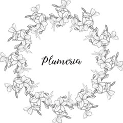 Wall Mural - Graphic plumeria. Floral composition. Plumeria. Vector flowers. 