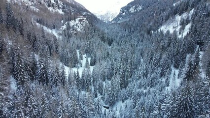 Poster - bosco inverno neve paesaggio freddo 