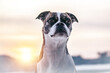 Portrait of a boston terrier crossbreed mongrel dog during sundown in winter outdoors