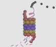 Protein degradation machineries in eukaryotic cells 3d rendering