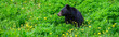 Black bear grazing of dandelions on a mountain golf course, nature background
