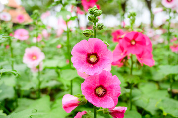 Sticker - Pink Hollyhock flowers in the garden