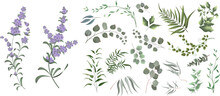 A Large Collection Of Herbs And Plants. Green Plants On A White Background. Lavender Flowers, Eucalyptus And Other Leaves 