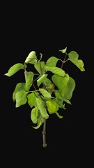 Wall Mural - Time lapse of dying Lilac tree (Syringa vulgaris) green leaves with ALPHA transparency channel isolated on black background, vertical orientation