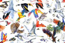 Flying Exotic Birds Watercolor Seamless Pattern On White Background. Swan, Parrot, Owl, Hummingbird, Gull, Eagle, Peacock, Flamingo, Toucan, Dove, Duck, Gull, Swallow