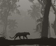 black Panther, vector illustration