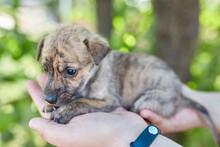 Small Newborn Puppy In Female Hands. A Beautiful And Cute Puppy In Her Arms.