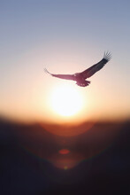New Year Rising Bright Sun And Sunrise Background And An Eagle Flying High In The Sky With Its Big Wings Spread
