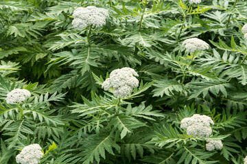 Wall Mural - Tanacetum macrophyllum