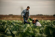 © La Famiglia - A dedicated multiracial couple working in the field, a man is pushing a wheelbarrow while the woman is harvesting cabbage.